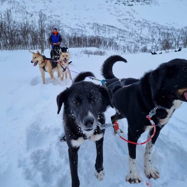 Winter activities in Lapland