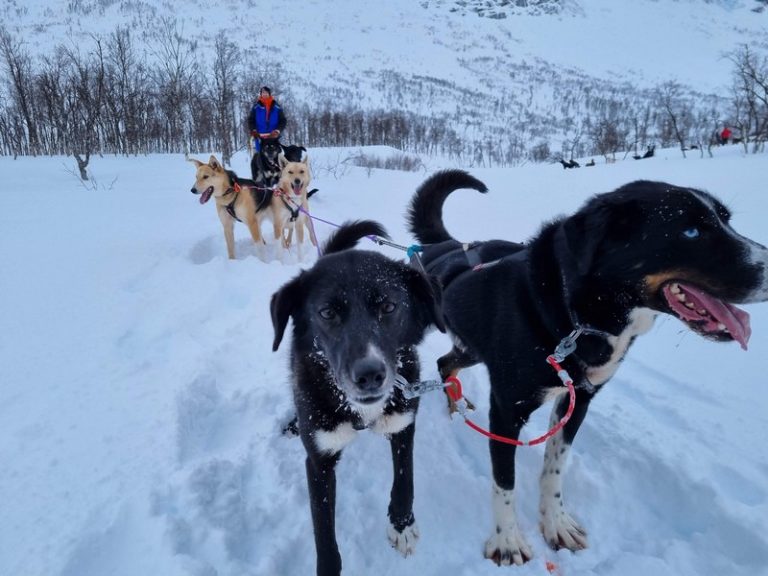 Read more about the article Winter activities in Lapland
